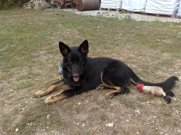 Schæferhund Jen-Ager's Jasko R.I.P - 6 mdr billede 7
