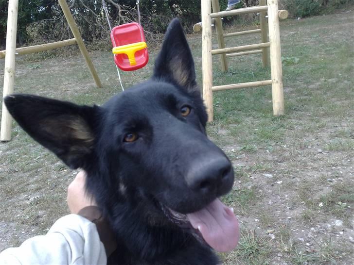 Schæferhund Jen-Ager's Jasko R.I.P - 6 mdr billede 8