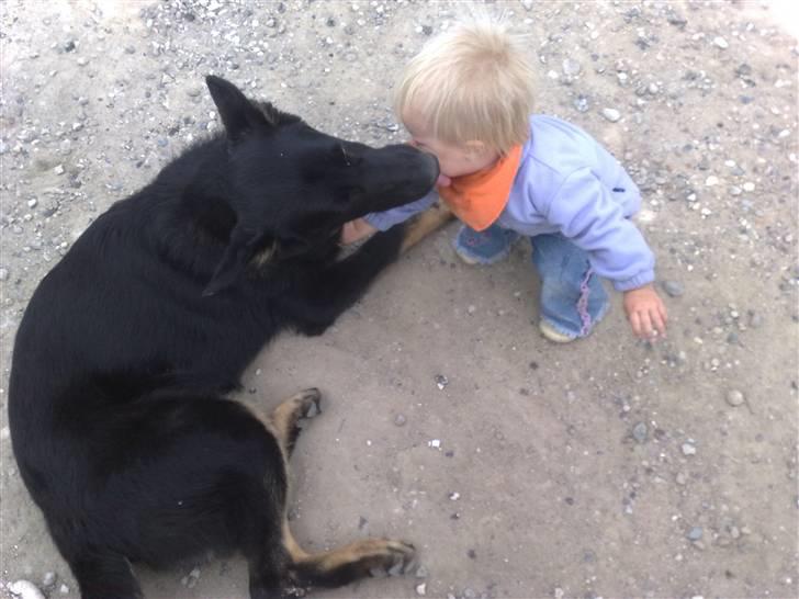 Schæferhund Jen-Ager's Jasko R.I.P - kys til klara billede 9