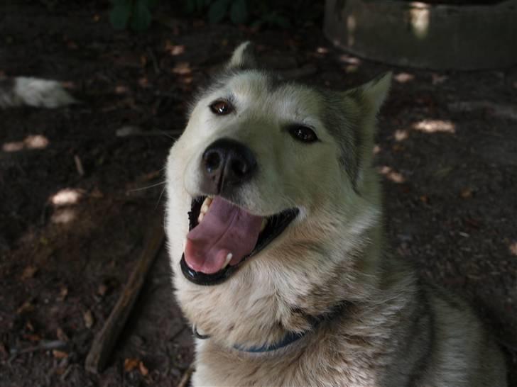 Siberian husky Nay-La-Chee´s Troyka Bela billede 1