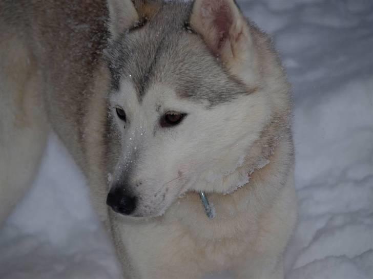 Siberian husky Nay-La-Chee´s Troyka Bela billede 2