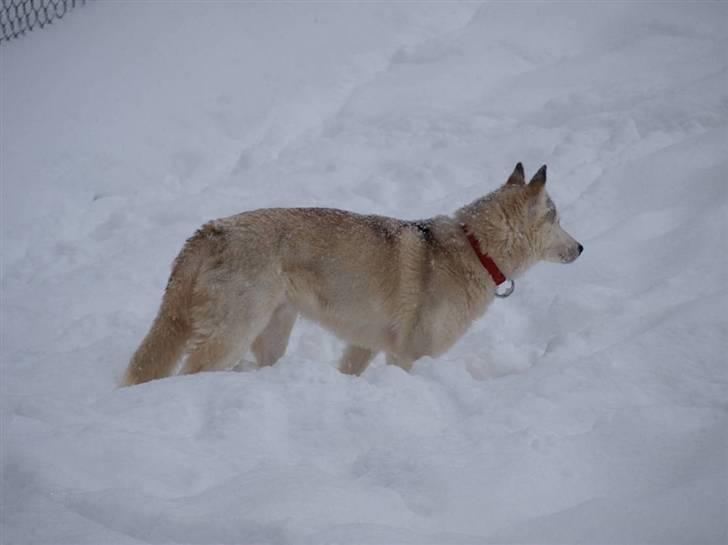 Siberian husky Nay-La-Chee´s Troyka Bela billede 3