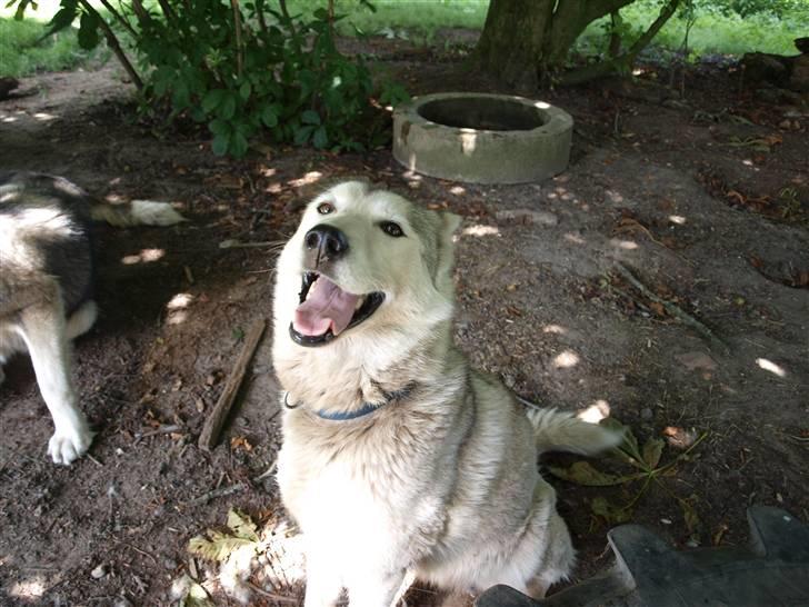 Siberian husky Nay-La-Chee´s Troyka Bela billede 4