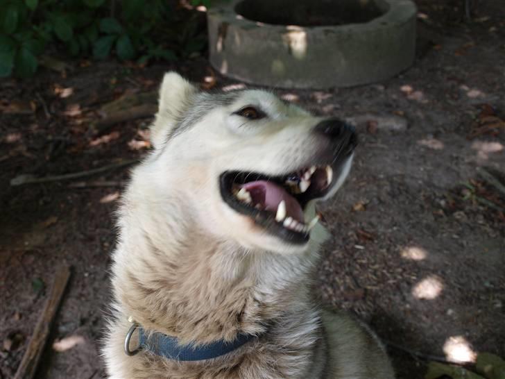 Siberian husky Nay-La-Chee´s Troyka Bela billede 5