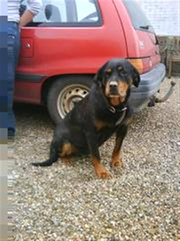 Rottweiler Maggi  (Død d. 10/8 2009) billede 9