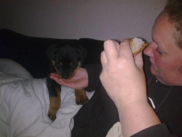 Rottweiler Maja  billede 2