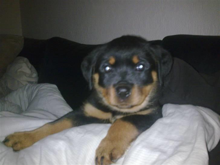 Rottweiler Maja  billede 10