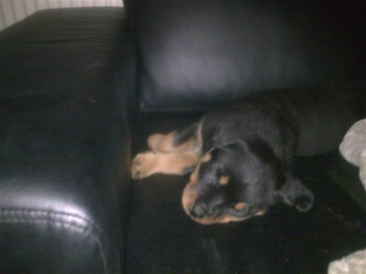 Rottweiler Maja  billede 3