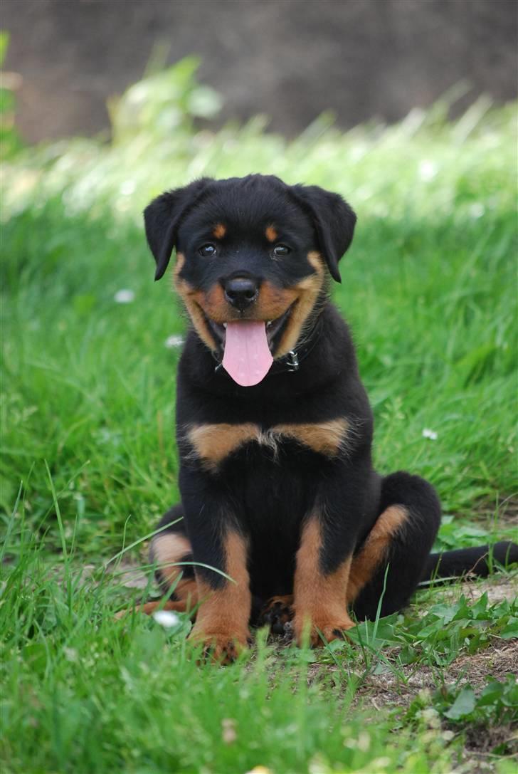 Rottweiler Maja  billede 4