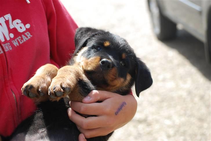 Rottweiler Maja  billede 5