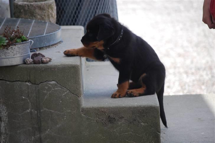 Rottweiler Maja  billede 6