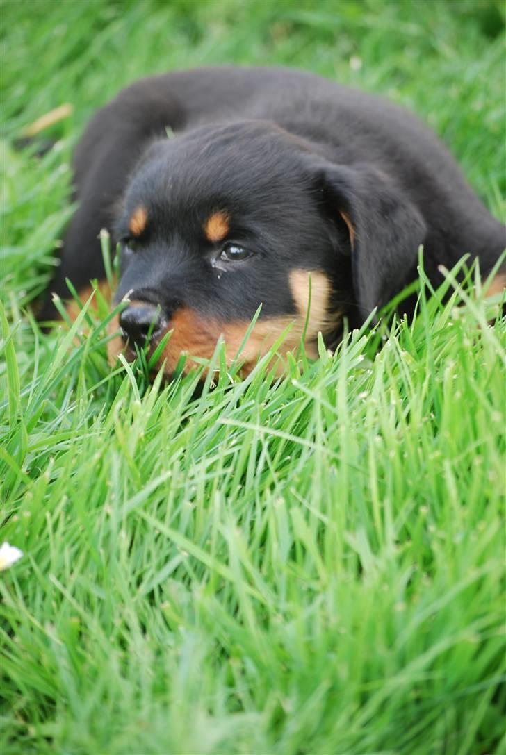 Rottweiler Maja  - Velkommen til Maja´s profil!:* billede 1