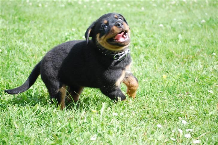Rottweiler Maja  billede 7