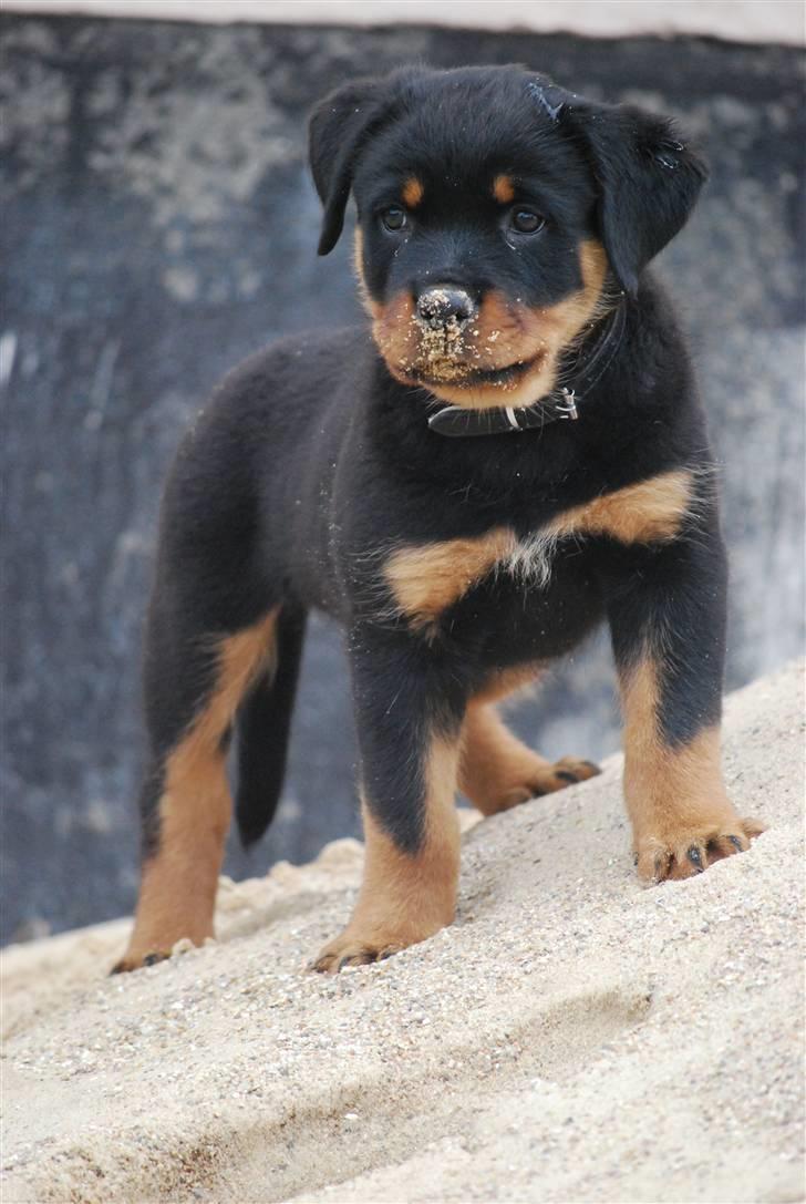 Rottweiler Maja  billede 8