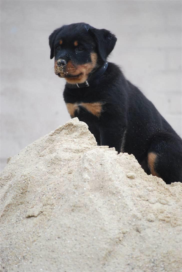 Rottweiler Maja  - Tak for kigget
-Knus Maja!:D billede 20