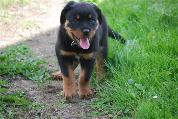Rottweiler Maja  billede 9