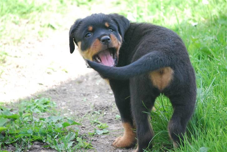 Rottweiler Maja  billede 11