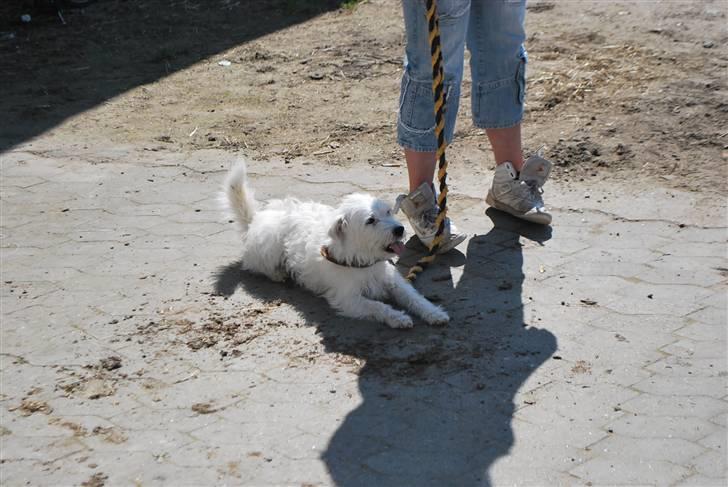 Blanding af racer jack Død d.18/12-10 :´( billede 11