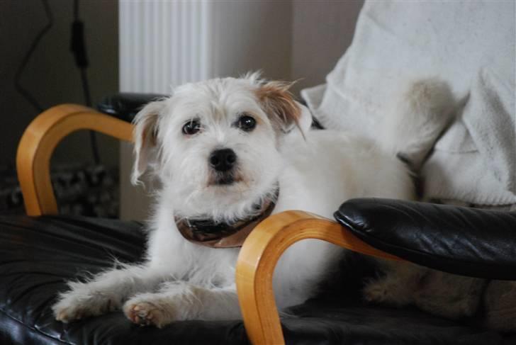 Blanding af racer jack Død d.18/12-10 :´( billede 1