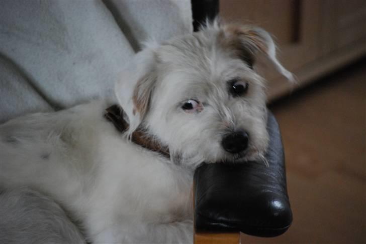 Blanding af racer jack Død d.18/12-10 :´( billede 12