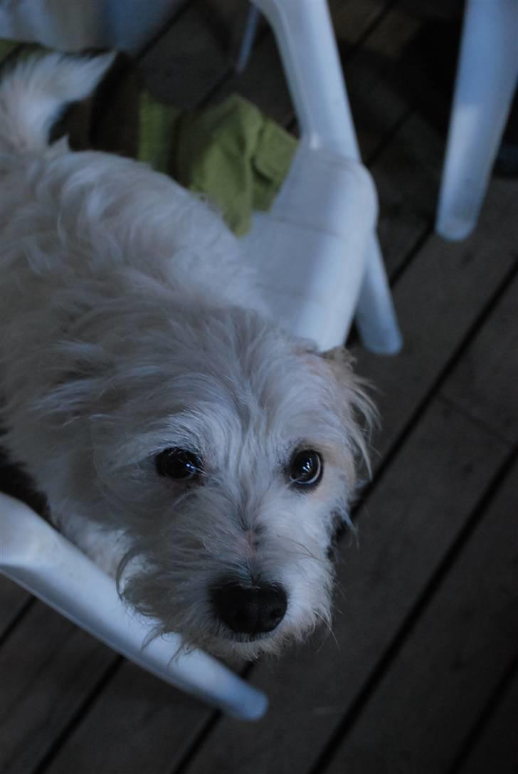 Blanding af racer jack Død d.18/12-10 :´( billede 15