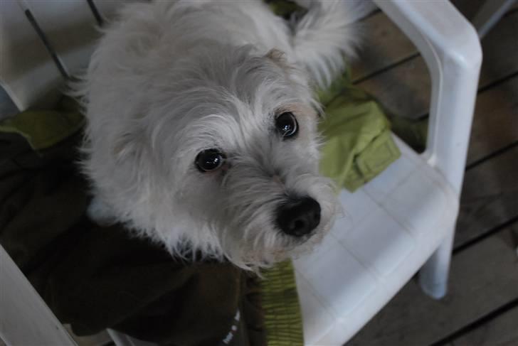 Blanding af racer jack Død d.18/12-10 :´( billede 7