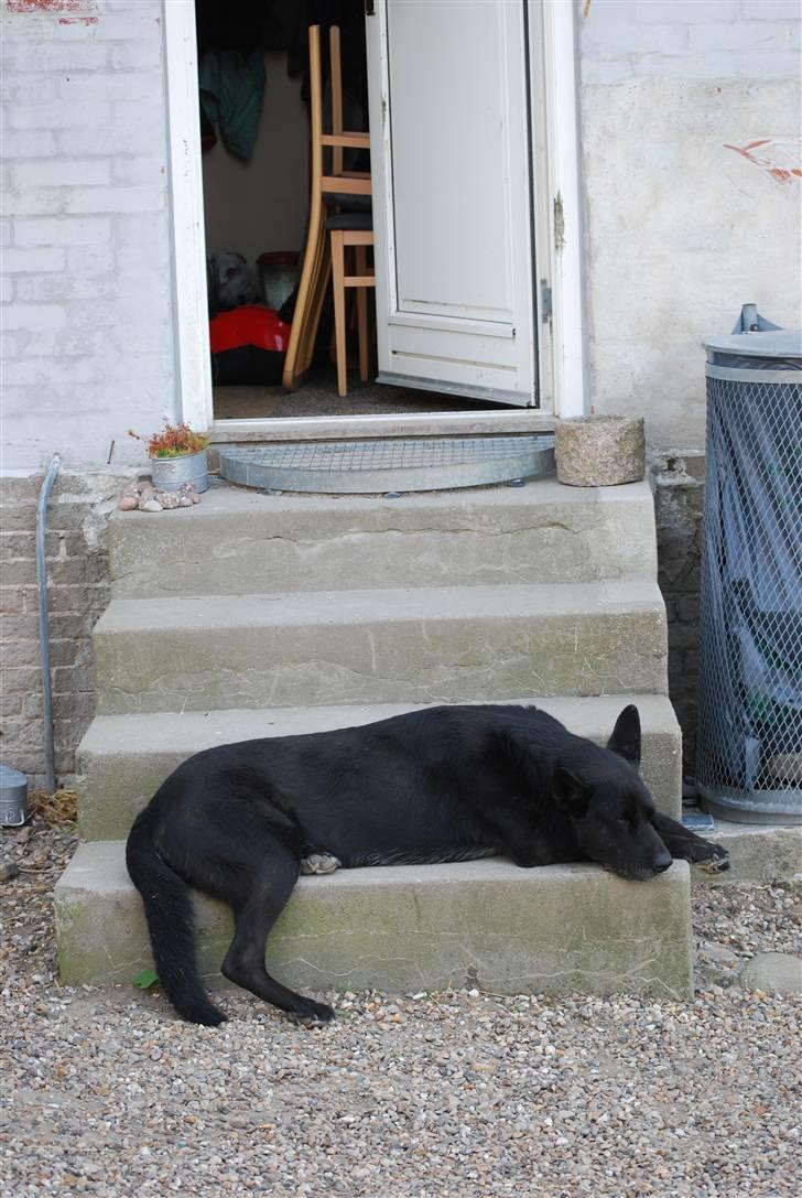 Schæferhund Rico billede 7