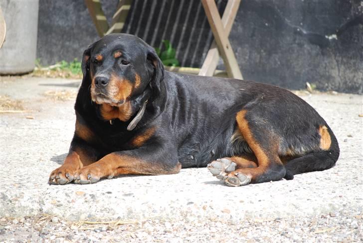 Rottweiler Maggi  (Død d. 10/8 2009) billede 10