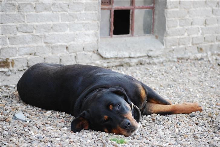 Rottweiler Maggi  (Død d. 10/8 2009) billede 11