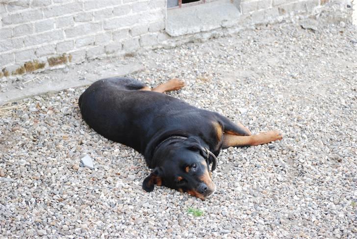 Rottweiler Maggi  (Død d. 10/8 2009) billede 12