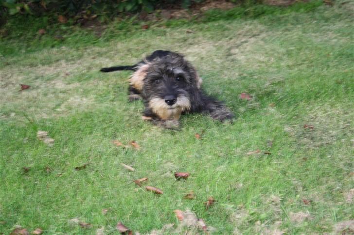 Gravhund Charletan`s Pepper billede 6