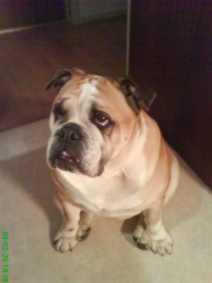 Engelsk bulldog Møffe billede 1