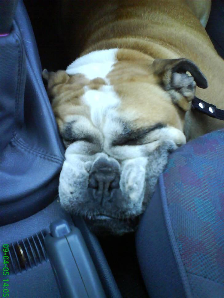 Engelsk bulldog Møffe - Der er lidt klemt hernede - men plads skal jeg nok finde... billede 2