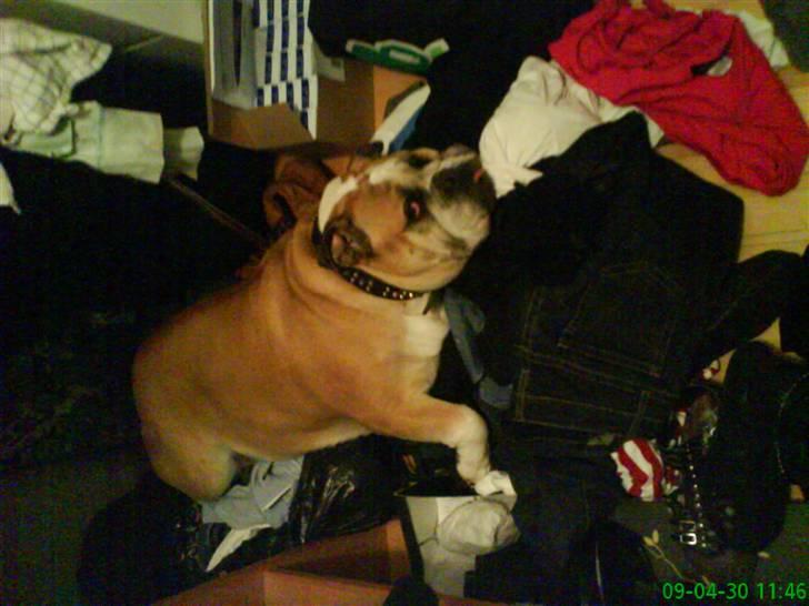 Engelsk bulldog Møffe - mMg? Jeg er heeelt uskyldig!!!! billede 3