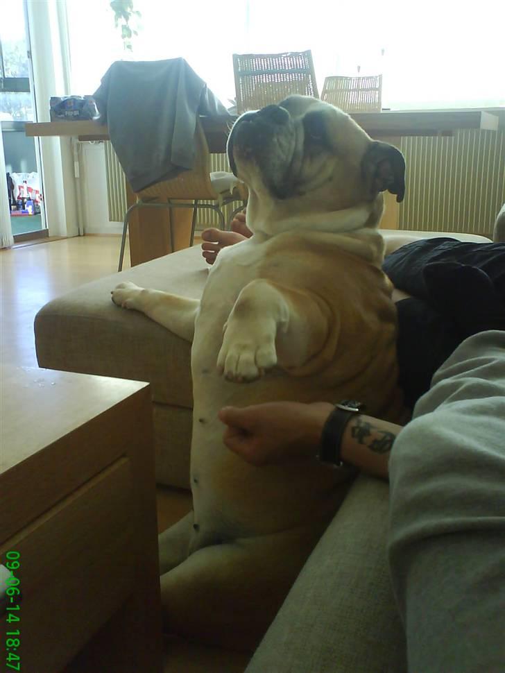 Engelsk bulldog Møffe - Elsker at sidde og vente på at nogen klør mig på mavsen... billede 4