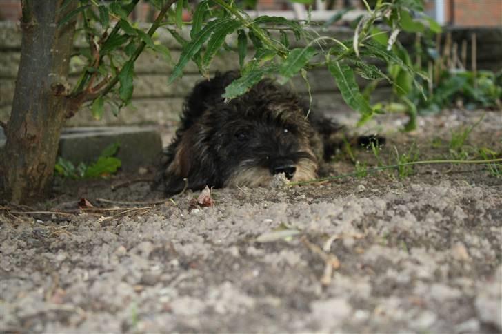 Gravhund Charletan`s Pepper billede 8