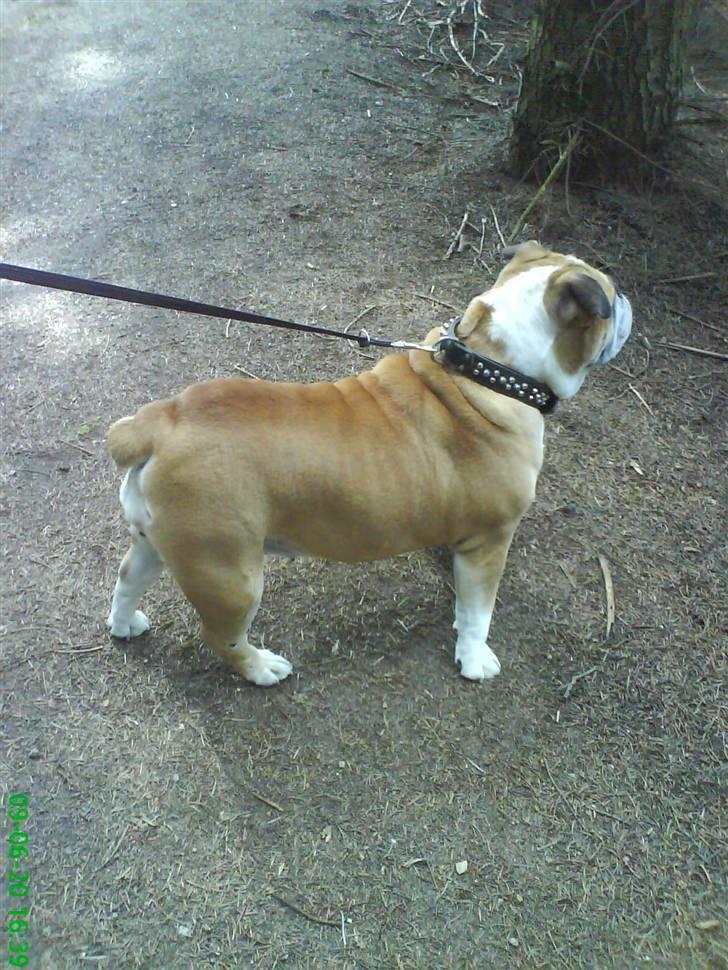 Engelsk bulldog Møffe billede 5