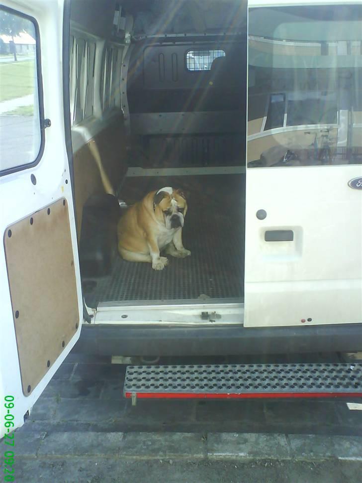 Engelsk bulldog Møffe - Husk mig når i flytter!! billede 6