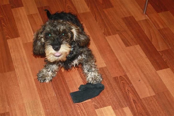 Gravhund Charletan`s Pepper billede 9