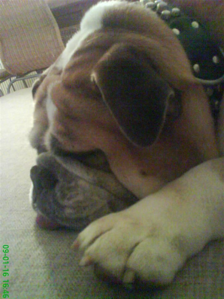 Engelsk bulldog Møffe billede 7