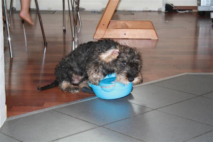 Gravhund Charletan`s Pepper billede 10