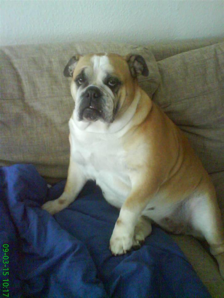 Engelsk bulldog Møffe billede 8