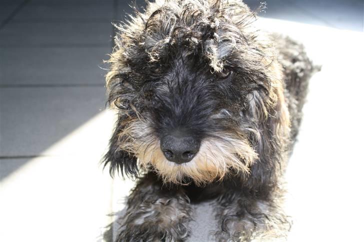 Gravhund Charletan`s Pepper billede 11