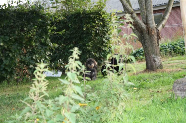 Gravhund Charletan`s Pepper billede 12