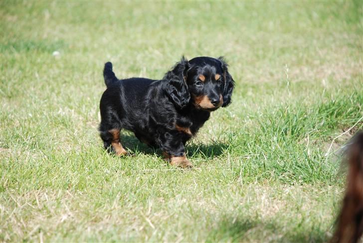 Dværggravhund Zeus billede 2