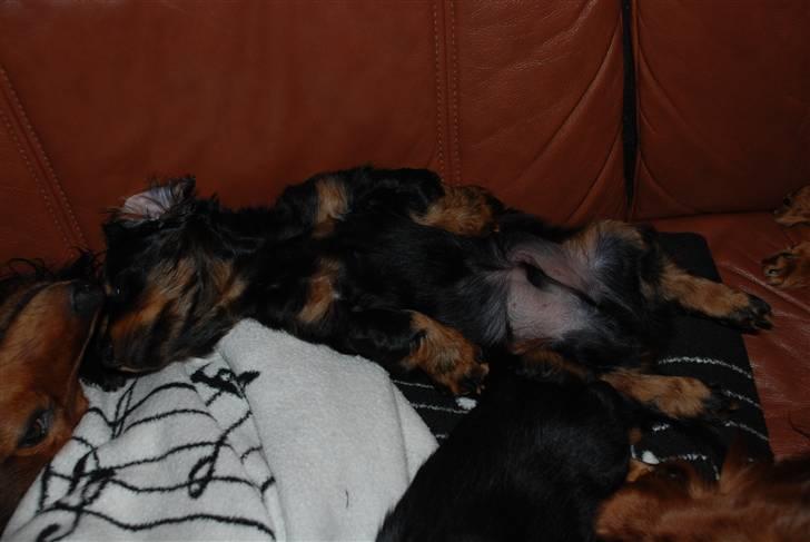 Dværggravhund Zeus billede 18