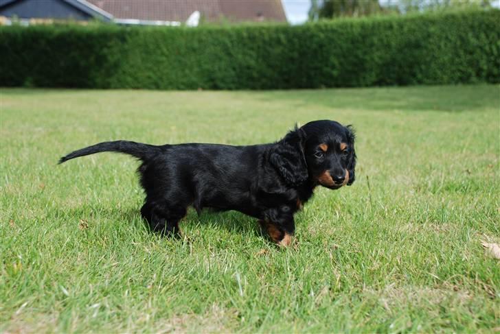 Dværggravhund Zeus billede 3