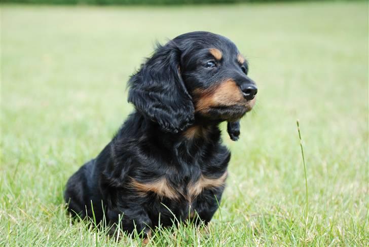 Dværggravhund Zeus billede 4