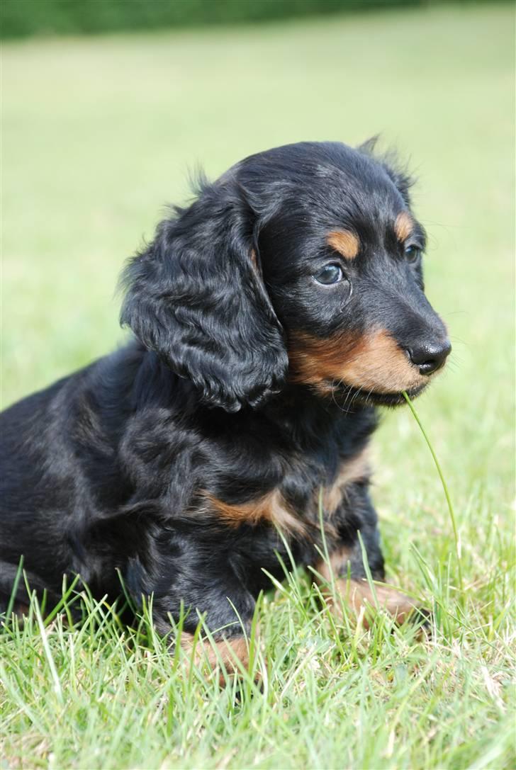 Dværggravhund Zeus billede 5