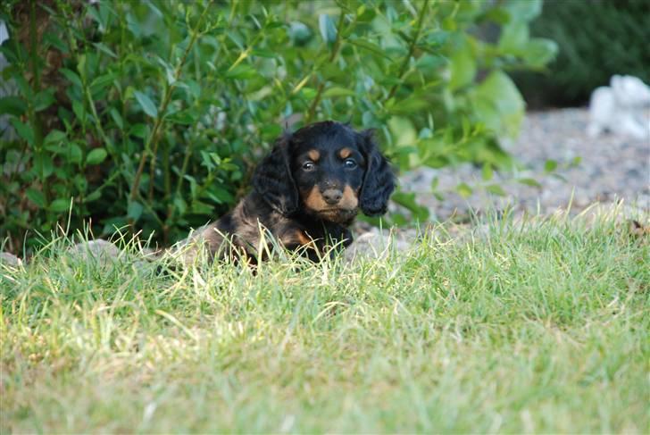 Dværggravhund Zeus billede 6